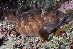 Juvenile Atlantic wolffish (Anarhichas lupus) Saltstraumen, Bod, Norway, October 2008
