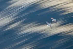 Turkey Prints: Two juvenile Atlantic yellow legged gulls (Larus michahellis) in flight, Izmir, Turkey