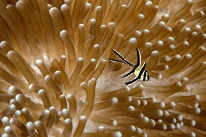 Adventure Gallery: Juvenile Banggai cardinalfish (Pterapogon kauderni) with sea anemone (Heteractis magnifica)