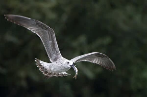 Images Dated 6th September 2008: Juvenile Black-headed or Herring gull flying with fish in beak, Elbe Biosphere Reserve
