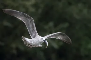 Storks Prints: Juvenile Black-headed or Herring gull flying with fish in beak, Elbe Biosphere Reserve