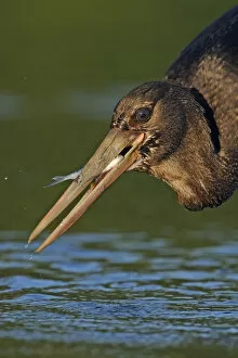 Images Dated 12th September 2008: Juvenile Black stork (Ciconia nigra) with caught fish, Elbe Biosphere Reserve, Lower Saxony