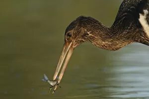 Images Dated 13th September 2008: Juvenile Black stork (Ciconia nigra) with fish in beak, Elbe Biosphere Reserve, Lower Saxony