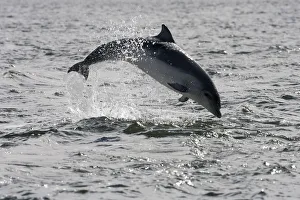 Juvenile Bottlenose dolphin (Tursiops truncatus) breaching, Moray Firth, Inverness-shire