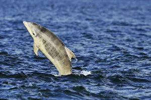 Juvenile Bottlenosed dolphins (Tursiops truncatus) jumping, Moray Firth, Nr Inverness