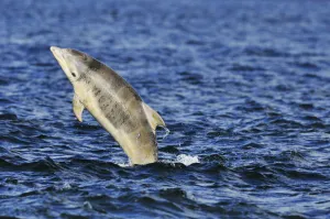 Bottlenose Prints: Juvenile Bottlenosed dolphins (Tursiops truncatus) jumping, Moray Firth, Nr Inverness