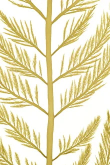 Juvenile brown algae (Desmarestia anceps) close up, King George Island, South Shetland Islands
