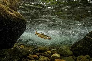 Juvenile Coho salmon (Oncorhynchus kisutch) resting in an eddy of the fast-moving Campbell River, Vancouver Island