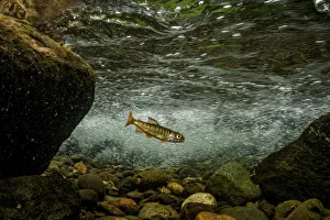 Oncorhynchus Prints: Juvenile Coho salmon (Oncorhynchus kisutch) resting in an eddy of the fast-moving Campbell River
