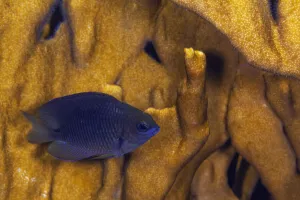 Anthoathecata Prints: Juvenile Damselfish (Stegastes) hiding amongst Blade fire coral (Millepora complanata)