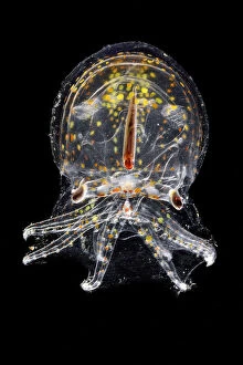 Deep Sea Gallery: Juvenile deep water pelagic octopus (Vitreledonella richardi) semi-translucent species