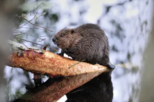 Juvenile Prints: Juvenile European beaver {Castor fiber} striping bark off a Birch trunk at the Aigas