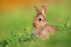 Baby Animals Collection: Juvenile European rabbit (Oryctolagus cuniculus) in public park, Edinburgh, Scotland, June