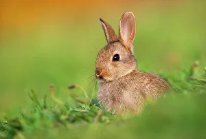 Juvenile European rabbit (Oryctolagus cuniculus) in public park, Edinburgh, Scotland, June