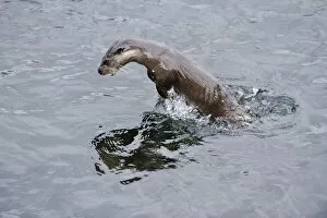 Images Dated 22nd March 2009: Juvenile European river otter (Lutra lutra) fishing by porpoising, River Tweed, Scotland