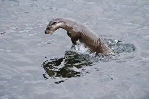Juvenile European river otter (Lutra lutra) fishing by porpoising, River Tweed, Scotland
