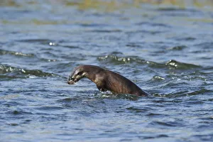 Mustelids Prints: Juvenile European river otter (Lutra lutra) fishing by porpoising, River Tweed, Scotland