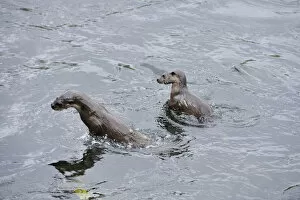 Two juvenile European river otters (Lutra lutra) fishing / foraging by porpoising