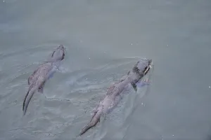 Juvenile European river otters (Lutra lutra) fishing in River Tweed, Scotland, February