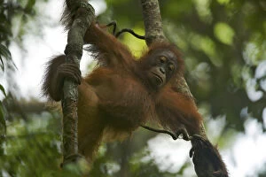 Orangutans Collection: Juvenile female Bornean Orangutan (Pongo pygmaeus) called Betsy (daughter of Beth)