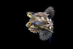 March 2021 Highlights Gallery: Juvenile Flying fish (Cypselurus sp), Longdong, Northeast, Taiwan