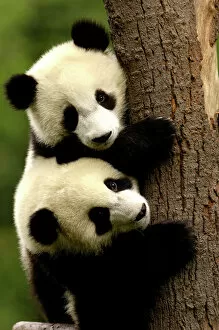 Babies Gallery: Juvenile Giant Pandas (Ailuropoda melanoleuca) climbing a tree trunk, Wolong China Conservation