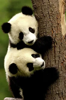China Prints: Juvenile Giant Pandas (Ailuropoda melanoleuca) climbing a tree trunk