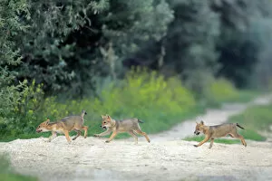 Path Gallery: Three juvenile Golden jackal (Canis aureus) pups running across a path, Danube Delta