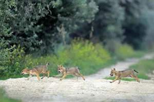 Path Prints: Three juvenile Golden jackal (Canis aureus) pups running across a path, Danube Delta