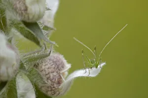 Orthoptera Prints: Juvenile Grasshopper on a woolly Foxglove flower(Digitalis lanata) Bulgaria, May 2008