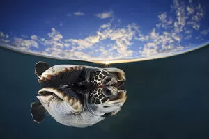 Sea Turtles Gallery: Juvenile green turtle (Chelonia mydas) reflected in the surface of the window with