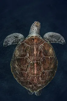 On The Move Prints: Juvenile Green turtle (Chelonia mydas) Armenime cove, South Tenerife, Canary Island
