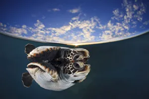 Juvenile green turtle (Chelonia mydas) reflected in the surface of the window with