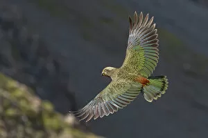 Images Dated 4th November 2022: Juvenile Kea (Nestor notabilis) in flight. Arthur's Pass National Park, South Island, New Zealand