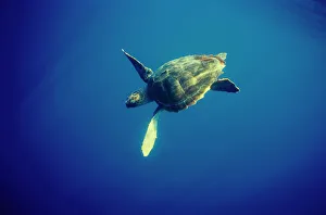 Chelonia Prints: Juvenile Loggerhead turtle {Caretta caretta} underwater, Azores, Atlantic