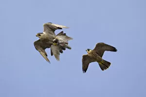 Juvenile male Peregrine falcon (Falco peregrinus) in flight chasing his parent who