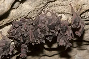 Bulgaria Prints: Juvenile Mehelys Horseshoe bat ( Rhinolophus mehelyi) roosting in a cave near Nikopol