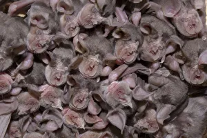 Images Dated 16th June 2008: Juvenile Mehelys horseshoe bats (Rhinolophus mehelyi) roosing in cave, Bulgaria