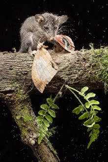 Images Dated 14th March 2015: Juvenile Mouse opossum (Marmosops impavidus) feeding on moth, Pinas, El Oro, Ecuador
