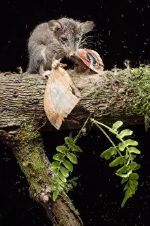 Images Dated 2015 March: 14 Mar 2015 Collection