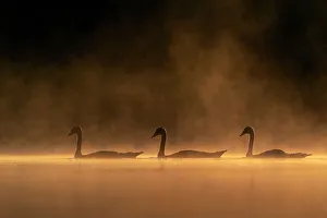 Three Prints: Juvenile Mute swan (Cygnus olor) in early morning light