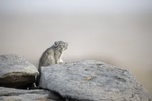 Juvenile Pallas cat (Otocolobus manul) outside den, Mongolia, June