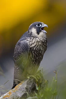 Falco Peregrinus Collection: Juvenile Peregrine falcon (Falco peregrinus) vocalising whilst perched in the Avon Gorge