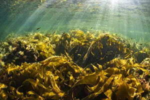 Nova Scotia Prints: Juvenile Pollock (Pollachius virens) school within the protective fronds of kelp near Port Joli