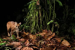 Juvenile Puma (Puma concolor) captured on a camera trap in the Ecuadorian Choco rainforest