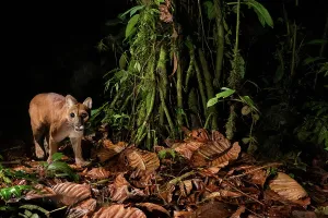 Nocturnal Prints: Juvenile Puma (Puma concolor) captured on a camera trap in the Ecuadorian Choco rainforest