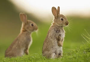 Two juvenile Rabbits (Oryctolagus cuniculus) sitting upright near their warren. Norfolk, UK
