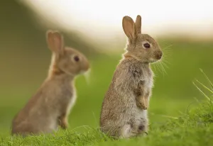 Two juvenile Rabbits (Oryctolagus cuniculus) sitting upright near their warren. Norfolk, UK. June (non-ex)