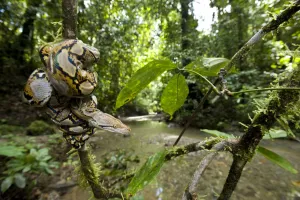 Juvenile Reticulated python (Python reticulatus) resting coiled round sapling by a stream