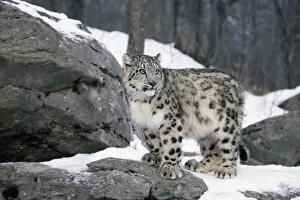 Snow Leopards Gallery: Juvenile Snow leopard {Panthera uncia} captive